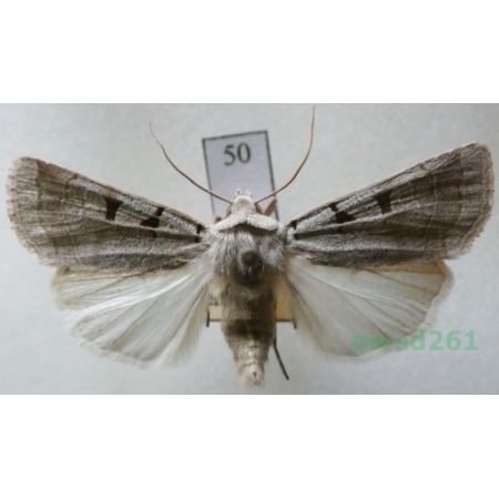 Eugnorisma glareosa (Esper, 1788) Czech50